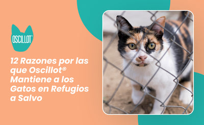12 Razones por las que Oscillot® Mantiene a los Gatos en Refugios a Salvo