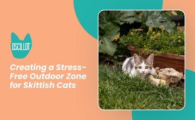 Schaffung einer stressfreien Außenzone für scheue Katzen