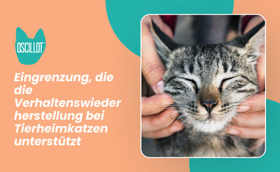 Eingrenzung, die die Verhaltenswiederherstellung bei Tierheimkatzen unterstützt