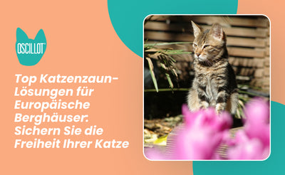 Top Katzenzaun-Lösungen für Europäische Berghäuser: Sichern Sie die Freiheit Ihrer Katze